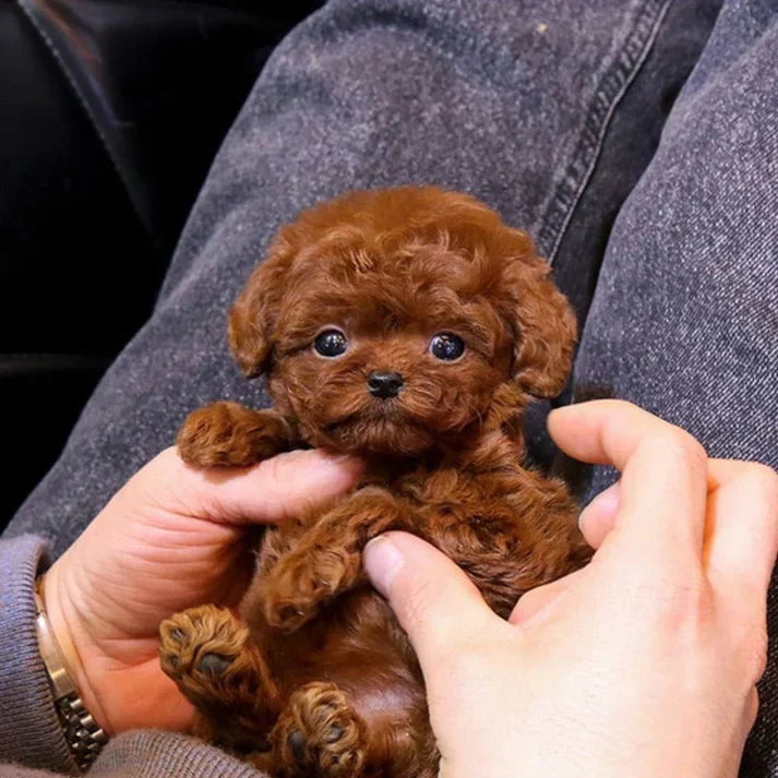 Petit chiot caniche marron dans les mains d'une personne, pelage bouclé, yeux expressifs. Adorable animal de compagnie, chien miniature.