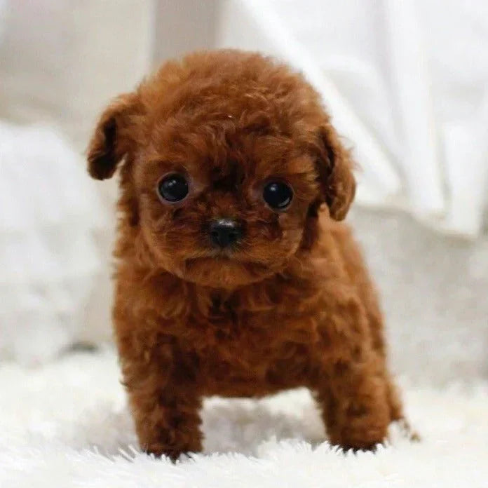 Petit chiot caniche marron sur tapis blanc, regardant vers l'avant. Chien mignon, pelage bouclé, intérieur lumineux.