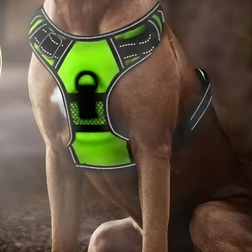 GlowPup – Harnais pour chien LED rechargeable avec sangle ajustable