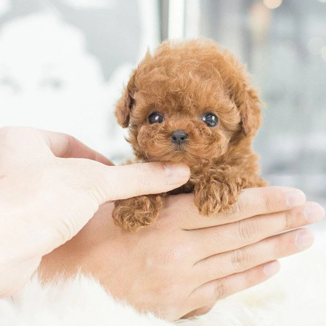 Interactive Realistic Robotic Puppy – Voice Command Responsive Plush Puppy Robot Dog for All Ages 2