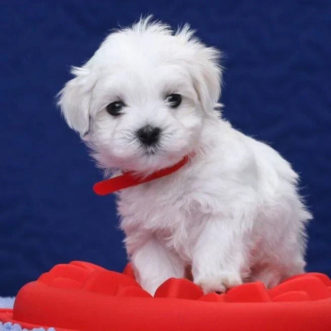 Petit chiot bichon maltais blanc avec collier rouge, assis sur un tapis rouge, fond bleu. Chien mignon, animal de compagnie populaire.