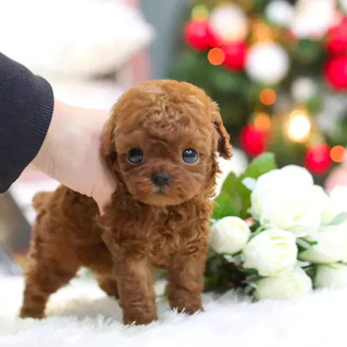 Petit chiot caniche marron sur tapis blanc, devant un sapin de Noël décoré. Adorable et curieux, parfait pour ambiance festive et chaleureuse.