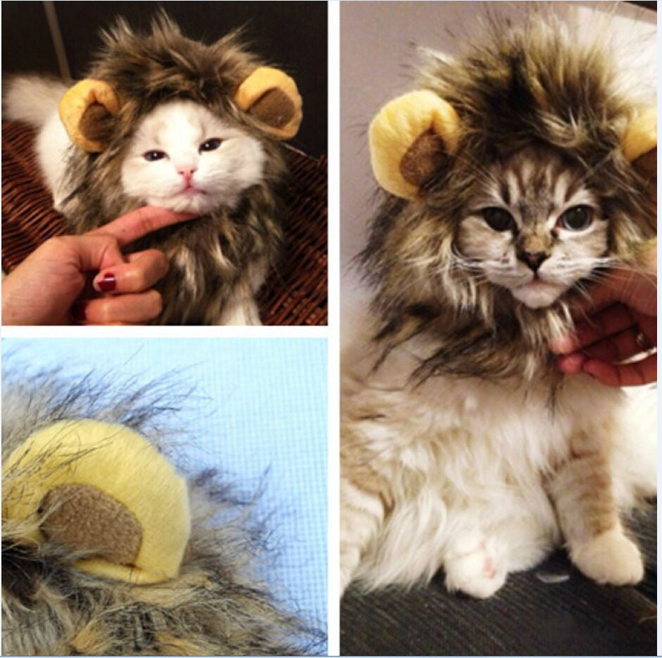 Lion manes for your cat - LionPaws-Nora Luxe